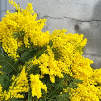 mimosa