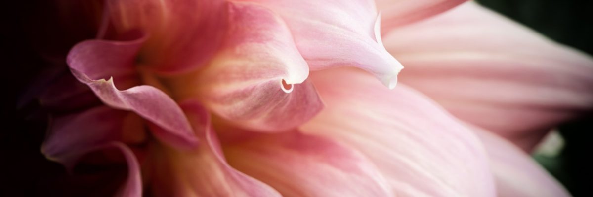 flower-1786499