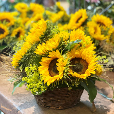 girasoli