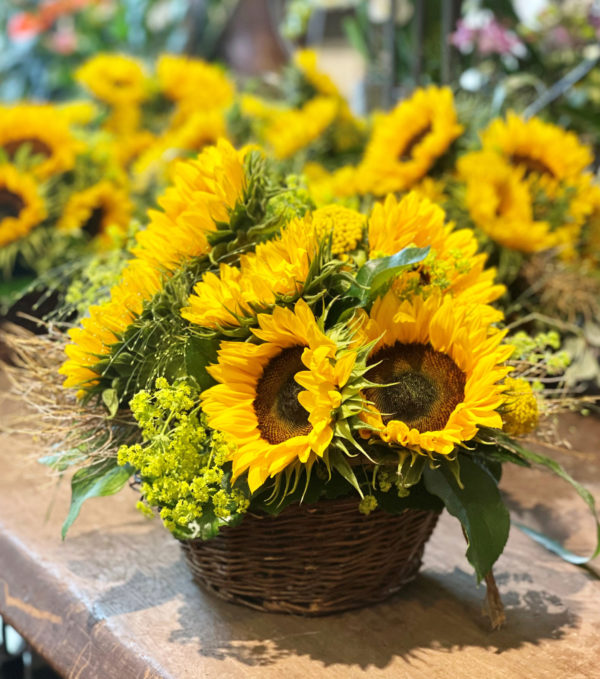 girasoli